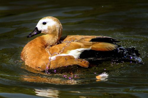 nature animals duck