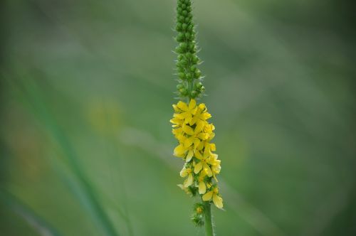 nature green yellow