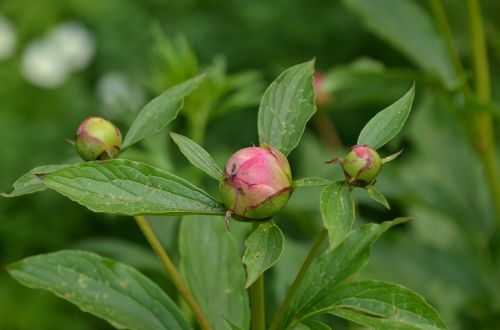 nature plant flower