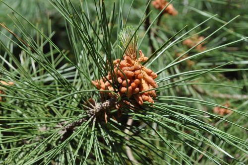 nature pinecone pine