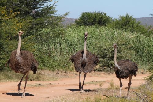 ostrich nature south africa