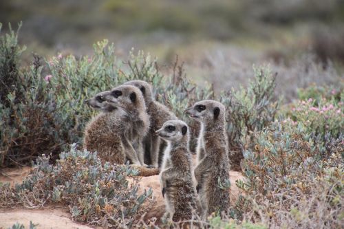 nature meerkat south africa