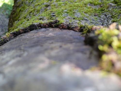 nature tree bark