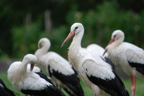 nature bird stork