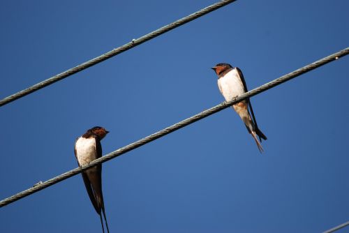 nature bird swallow