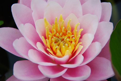 nature flower water lily