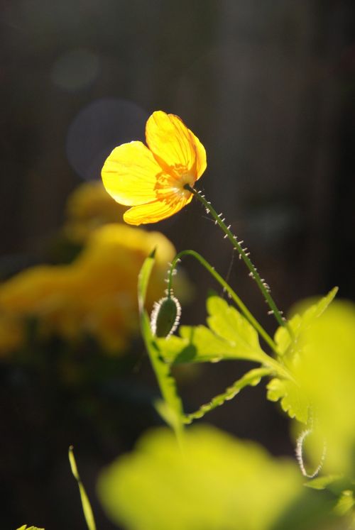 nature plant poppy