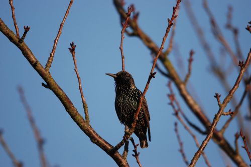 nature bird starling