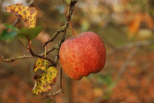 nature fruit apple