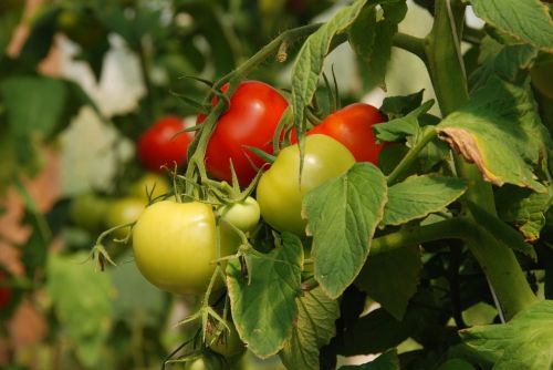 nature plant tomato