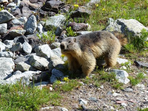 nature marmot mountain