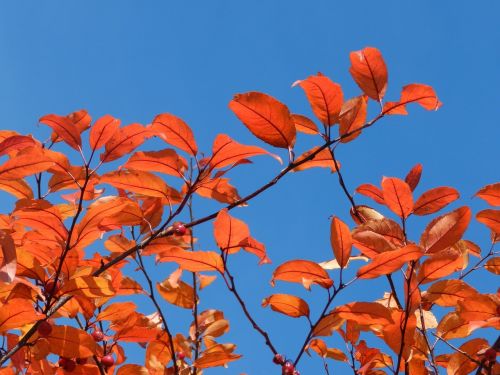 nature leaves sky