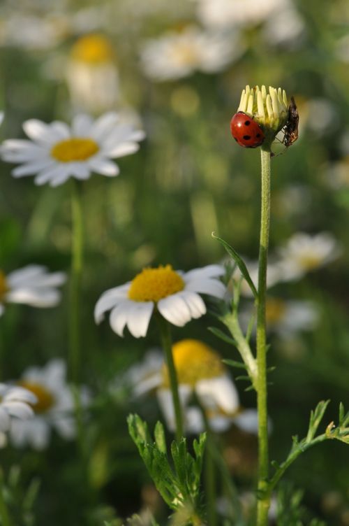 nature flower spring