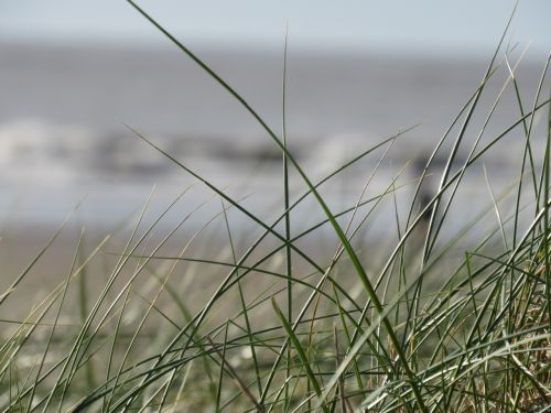 nature grass dune