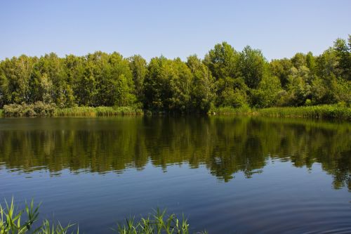 nature summer green