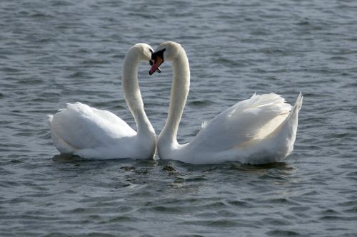 nature landscape swan