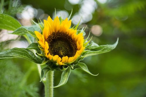 nature plant flower