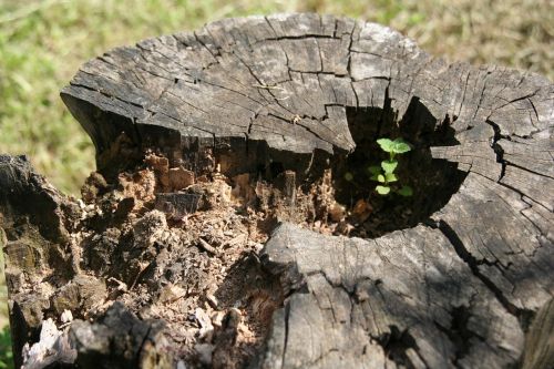 nature trunk tree