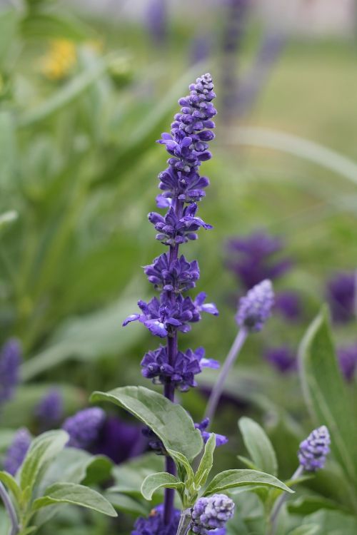 nature purple flower