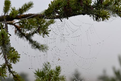 nature web autumn