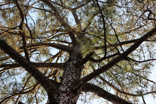 nature trees environment