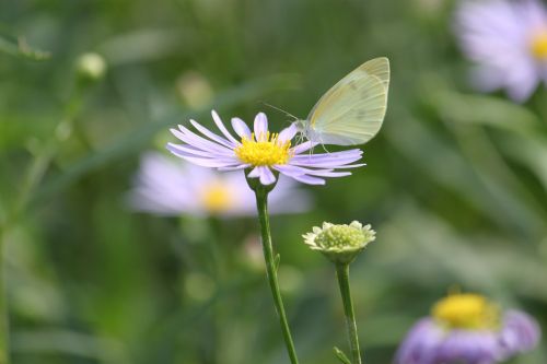 nature butterfly summer