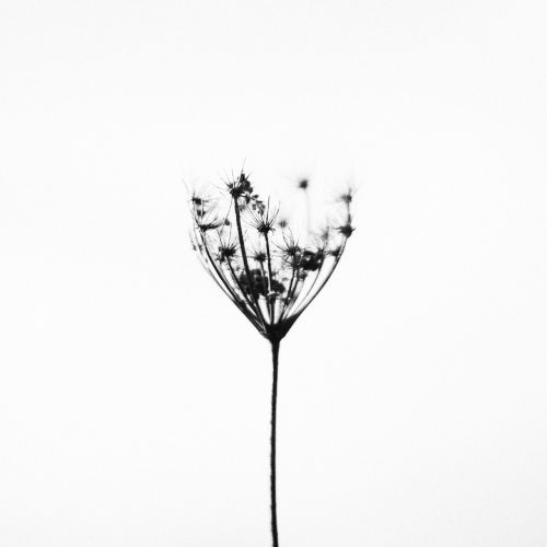 nature plant minimalistic