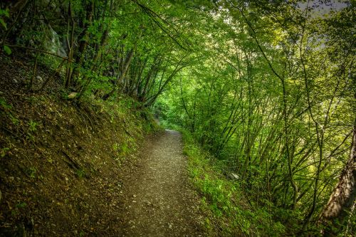 nature forest path