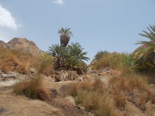 nature oasis kini egypt