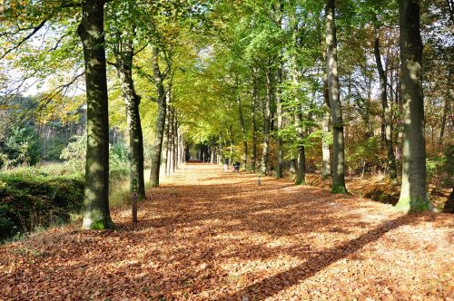 nature autumn forest