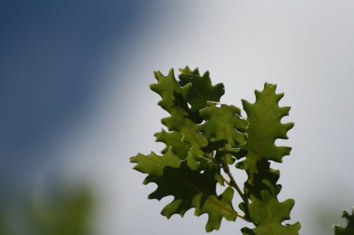 oak leaves nature