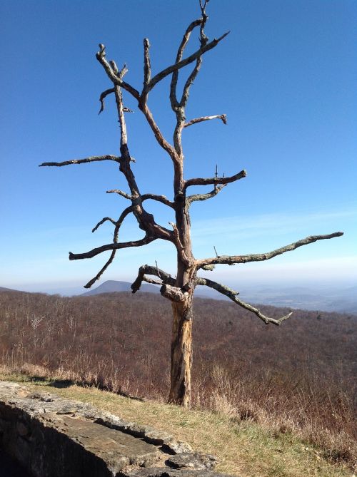 trees dry dead