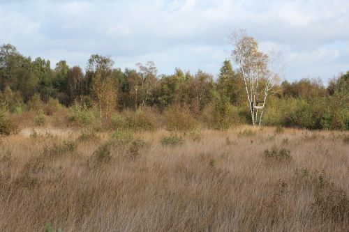 nature forest meadow