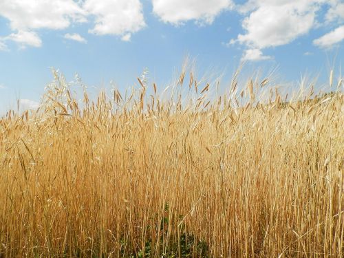 nature field sky