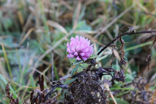 clover nature wild flower