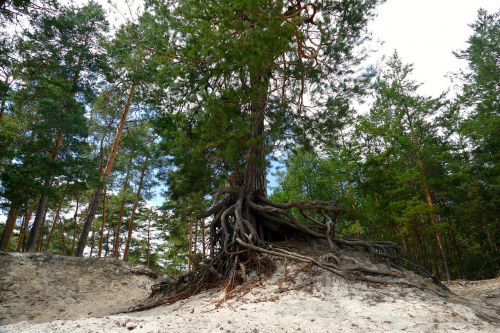 nature forest trees