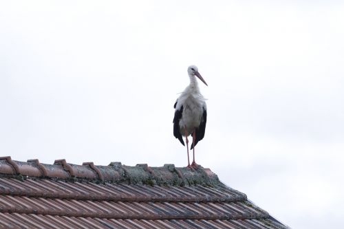 nature birds stork