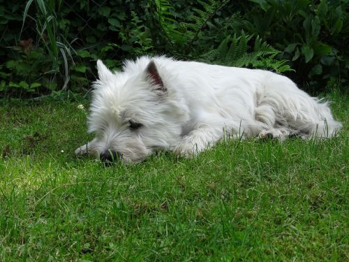 nature meadow dog