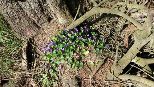 nature flowers violet