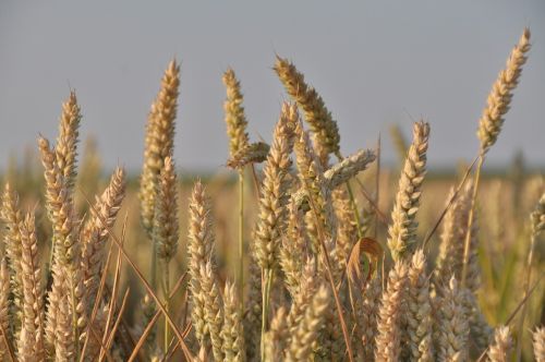 nature cereals golden yellow