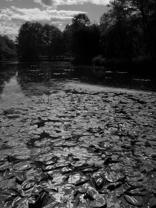 nature water pond