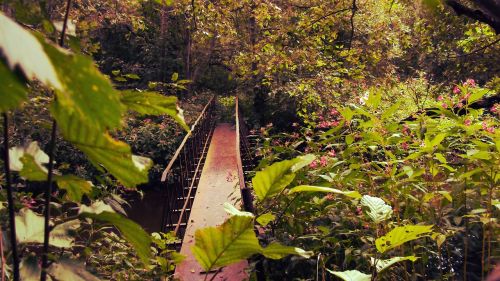 nature bridge landscape