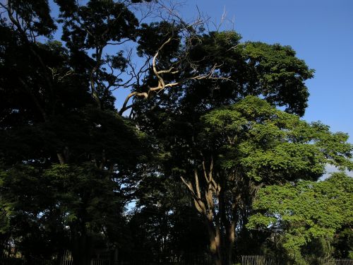 nature tree shadow