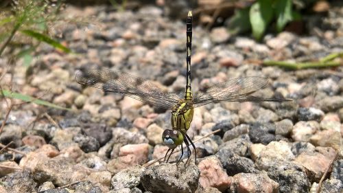 nature dragonfly forest