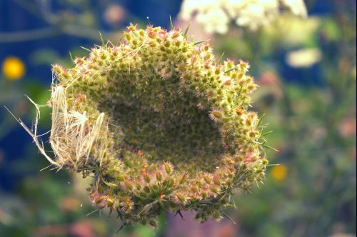 nature flower fields