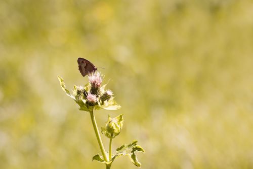 nature butterfly meadow brown