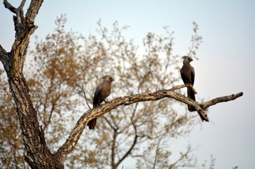 nature wild life africa