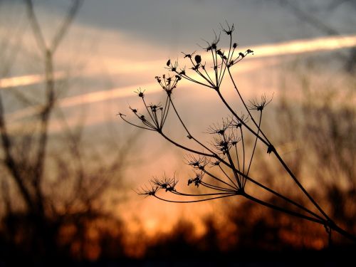 nature plants sunset