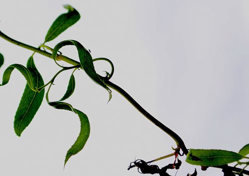 nature branch foliage