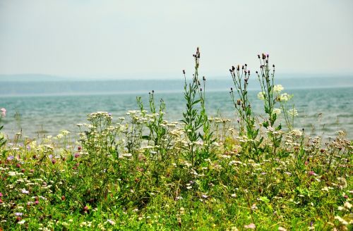 nature sea summer